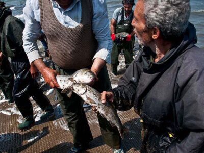 ماهی سفید و کفال در صدر صید؛ درآمد صیادان گیلان از مرز هزار میلیارد گذشت