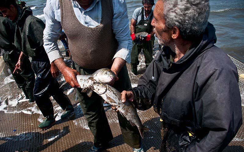 ماهی سفید و کفال در صدر صید؛ درآمد صیادان گیلان از مرز هزار میلیارد گذشت