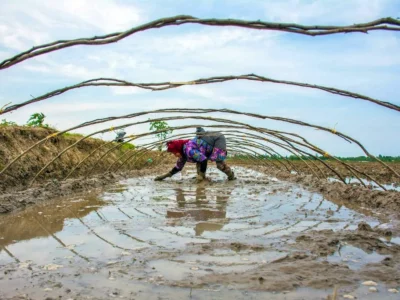 هشدار زرد بارندگی در گیلان؛ کشاورزان برای جلوگیری از خسارت آماده شوند