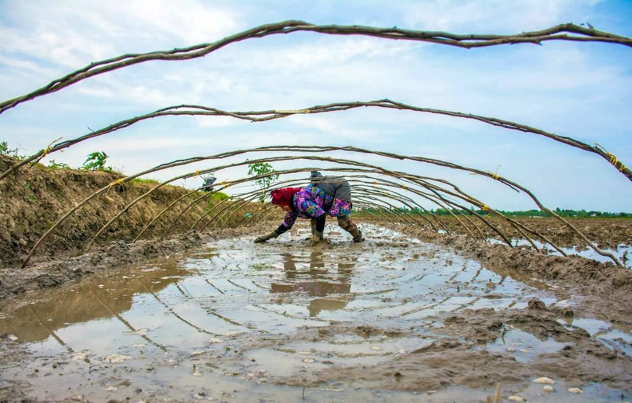 هشدار زرد بارندگی در گیلان؛ کشاورزان برای جلوگیری از خسارت آماده شوند