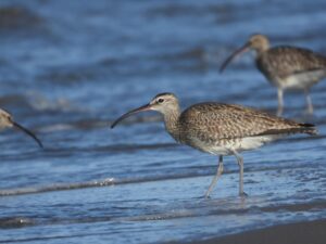 از ماداگاسکار تا گیلان؛ گیلانشاه‌های ابروسفید به سواحل خزر رسیدند