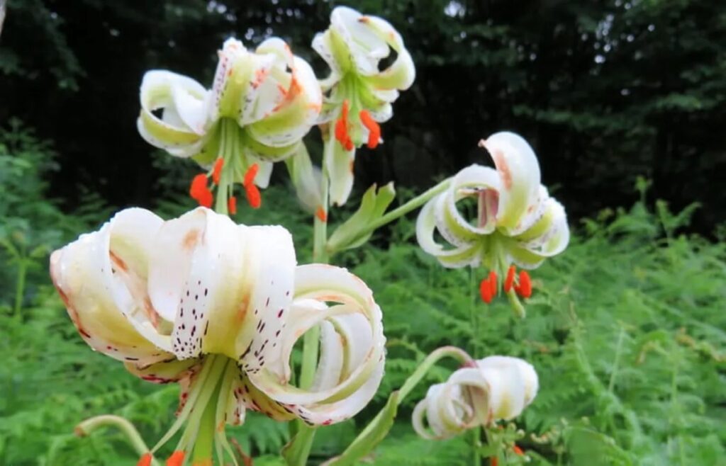 ثبت رکورد تازه در داماش؛ بیش از 1000 بوته سوسن چلچراغ شمارش شد