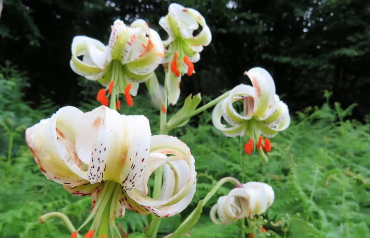 ثبت رکورد تازه در داماش؛ بیش از 1000 بوته سوسن چلچراغ شمارش شد