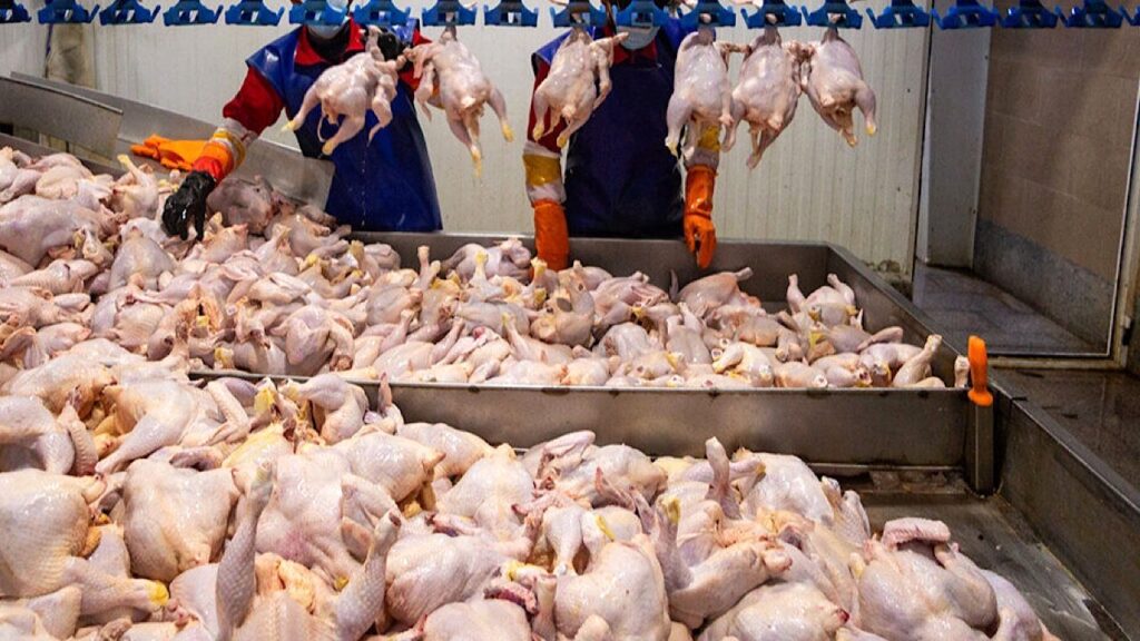 هشدار صمت گیلان به فعالان بازار مرغ؛ پروانه‌های غیرفعال لغو می‌شوند