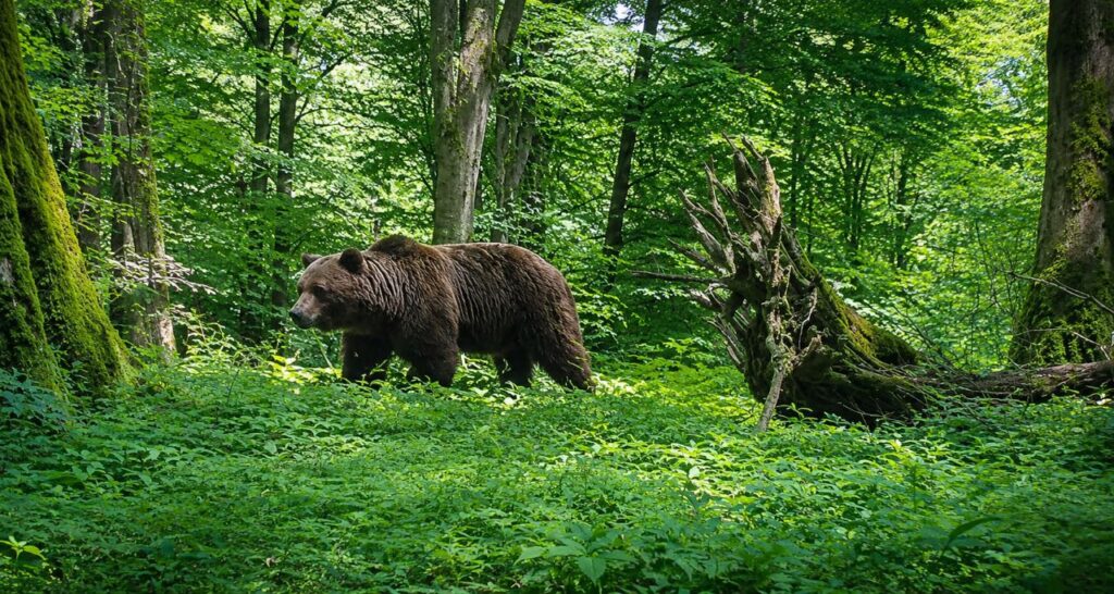 ثبت تصاویر سه خرس قهوه‌ای در جنگل‌های هیرکانی لنگرود
