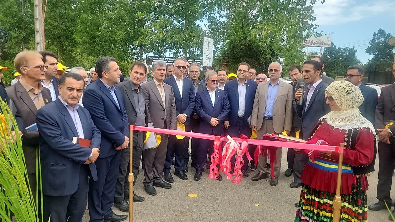رونمایی از دو رقم جدید برنج «تی‌تی» و «کویر» در گیلان