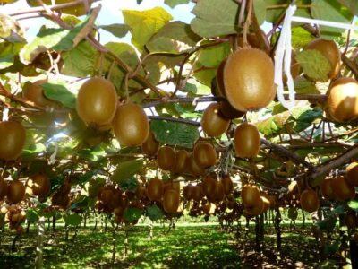 گیلان ۷۸۰۰ هکتار باغ کیوی دارد/ صادرات به ۲۵ کشور