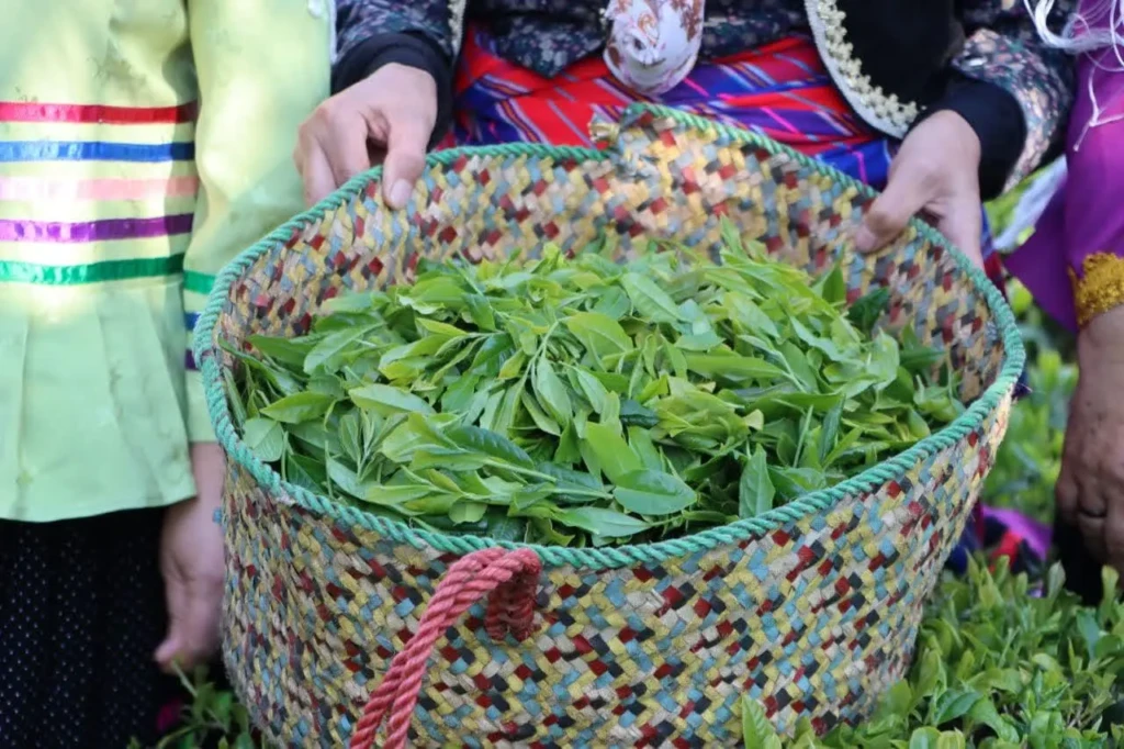فرماندار لاهیجان: حمایت از چای‌کاران نباید به برگزاری جشنواره محدود شود
