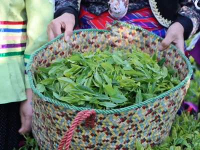 فرماندار لاهیجان: حمایت از چای‌کاران نباید به برگزاری جشنواره محدود شود